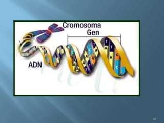 Polimorfismos Geneticos