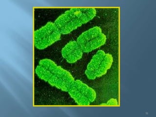 Polimorfismos Geneticos