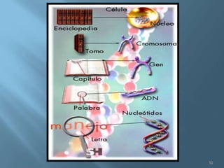 Polimorfismos Geneticos