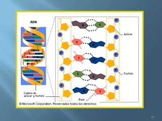 Polimorfismos Geneticos