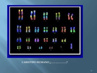 Polimorfismos Geneticos