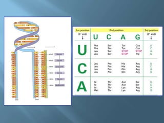 Polimorfismos Geneticos