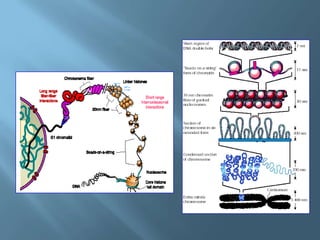 Polimorfismos Geneticos
