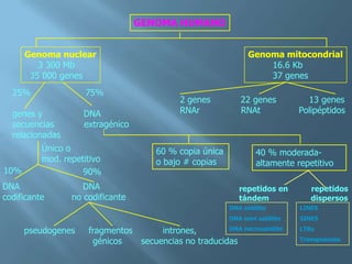 Polimorfismos Geneticos