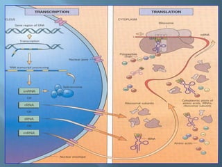 Polimorfismos Geneticos