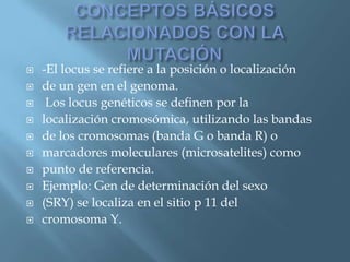 Polimorfismos Geneticos