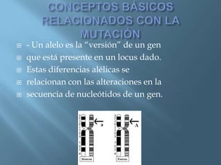 Polimorfismos Geneticos