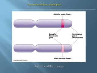 Polimorfismos Geneticos