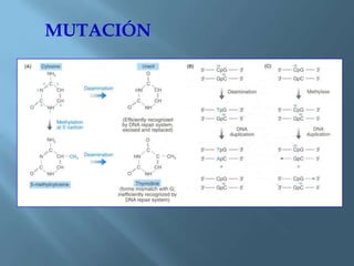 Polimorfismos Geneticos