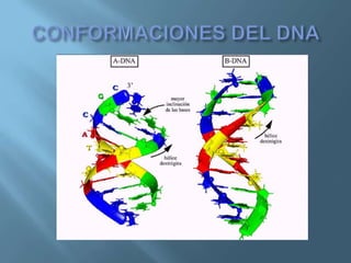 Polimorfismos Geneticos