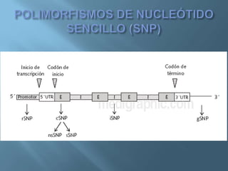 Polimorfismos Geneticos