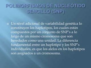 Polimorfismos Geneticos