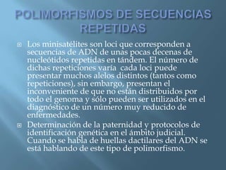 Polimorfismos Geneticos