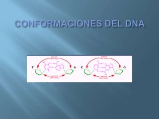 Polimorfismos Geneticos
