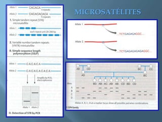 Polimorfismos Geneticos