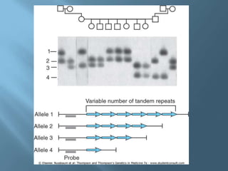 Polimorfismos Geneticos