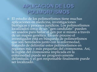 Polimorfismos Geneticos