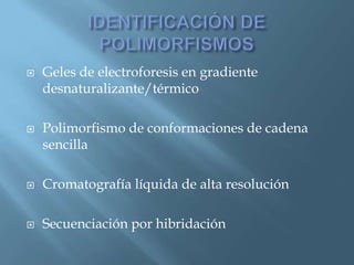 Polimorfismos Geneticos