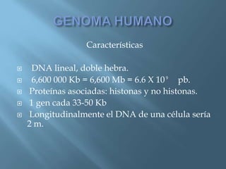 Polimorfismos Geneticos