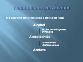 Polimorfismos Geneticos