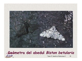 Tema 17: Genética Poblaciones I 15
15
Dr. Antonio BarbadillaGeómetra del abedul Biston betularia
 