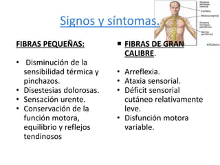 Signos y síntomas.
FIBRAS PEQUEÑAS:
• Disminución de la
sensibilidad térmica y
pinchazos.
• Disestesias dolorosas.
• Sensación urente.
• Conservación de la
función motora,
equilibrio y reflejos
tendinosos
 FIBRAS DE GRAN
CALIBRE.
• Arreflexia.
• Ataxia sensorial.
• Déficit sensorial
cutáneo relativamente
leve.
• Disfunción motora
variable.
 