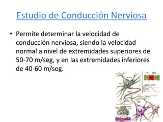 Estudio de Conducción Nerviosa
• Permite determinar la velocidad de
conducción nerviosa, siendo la velocidad
normal a nivel de extremidades superiores de
50-70 m/seg, y en las extremidades inferiores
de 40-60 m/seg.
 