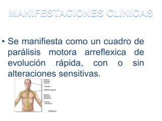 • Se manifiesta como un cuadro de
parálisis motora arreflexica de
evolución rápida, con o sin
alteraciones sensitivas.
 