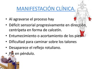 MANIFESTACIÓN CLÍNICA.
• Al agravarse el proceso hay
• Déficit sensorial progresivamente en dirección
centrípeta en forma de calcetín.
• Entumecimiento o acortamiento de los pies
• Dificultad para caminar sobre los talones
• Desaparece el reflejo rotuliano.
• Pie en péndulo.
 