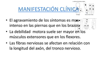 MANIFESTACIÓN CLÍNICA
• El agravamiento de los síntomas es mas
intenso en las piernas que en los brazos.
• La debilidad motora suele ser mayor en los
músculos extensores que en los flexores.
• Las fibras nerviosas se afectan en relación con
la longitud del axón, del tronco nervioso.
 