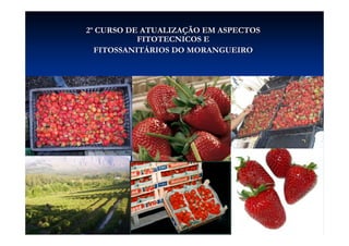 22º CCUURRSSOO DDEE AATTUUAALLIIZZAAÇÇÃÃOO EEMM AASSPPEECCTTOOSS 
FFIITTOOTTEECCNNIICCOOSS EE 
FFIITTOOSSSSAANNIITTÁÁRRIIOOSS DDOO MMOORRAANNGGUUEEIIRROO 
 