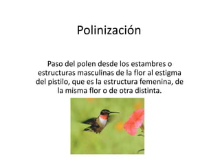 Polinización

    Paso del polen desde los estambres o
estructuras masculinas de la flor al estigma
del pistilo, que es la estructura femenina, de
       la misma flor o de otra distinta.
 