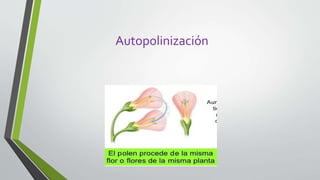 Autopolinización
 