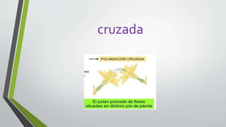 cruzada
 