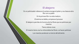 El abejorro
Es un polinizador rebosa en la antera recoge el polen y va a basura otro
flor con su polen
En la primara flor no esta maduro
El estima se dobla y empieza el proceso
El abejorro percibe el el aroma de los flores que se polinizan por
insectos
Tiene colores vivos
El insecto tiene una luz ultravioleta las flores se hacen polinizar
Los insectos producen un tercio del alimento
 