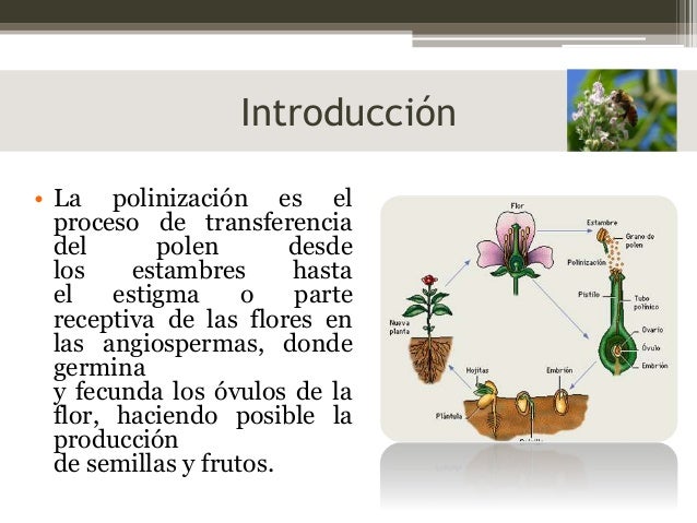 Polinización 1