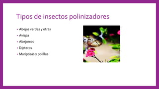 Tipos de insectos polinizadores
• Abejas verdes y otras
• Avispa
• Abejorros
• Dípteros
• Mariposas y polillas
 