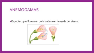 ANEMOGAMAS
• Especie cuyas flores son polinizadas con la ayuda del viento.
 