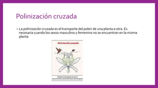 Polinización cruzada
• La polinización cruzada es el transporte del polen de una planta a otra. Es
necesaria cuando los sexos masculino y femenino no se encuentran en la misma
planta
 