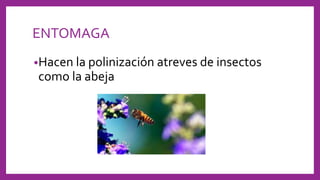 ENTOMAGA
•Hacen la polinización atreves de insectos
como la abeja
 