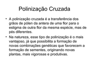 Polinização Cruzada  A polinização cruzada é a transferência dos grãos de pólen da antera de uma flor para o estigma de outra flor da mesma espécie, mas de pés diferentes.  Na natureza, esse tipo de polinização é o mais vantajoso, já que possibilita a formação de novas combinações genéticas que favorecem a formação de sementes, originando novas plantas, mais vigorosas e produtivas.  