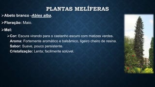 PLANTAS MELÍFERAS 
Abeto branco -Abies alba. 
Floração: Maio. 
Mel: 
Cor: Escura virando para o castanho escuro com matizes verdes. 
Aroma: Fortemente aromático e balsâmico, ligeiro cheiro de resina. 
Sabor: Suave, pouco persistente. 
Cristalização: Lenta; facilmente solúvel. 
 