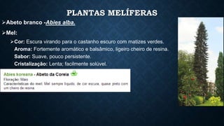 PLANTAS MELÍFERAS 
Abeto branco -Abies alba. 
Mel: 
Cor: Escura virando para o castanho escuro com matizes verdes. 
Aroma: Fortemente aromático e balsâmico, ligeiro cheiro de resina. 
Sabor: Suave, pouco persistente. 
Cristalização: Lenta; facilmente solúvel. 
 