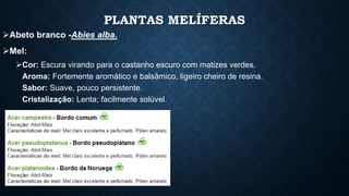 PLANTAS MELÍFERAS 
Abeto branco -Abies alba. 
Mel: 
Cor: Escura virando para o castanho escuro com matizes verdes. 
Aroma: Fortemente aromático e balsâmico, ligeiro cheiro de resina. 
Sabor: Suave, pouco persistente. 
Cristalização: Lenta; facilmente solúvel. 
 