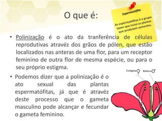 • Polinização é o ato da tranferência de células
reprodutivas atravéz dos grãos de pólen, que estão
localizados nas anteras de uma flor, para um receptor
feminino de outra flor de mesma espécie, ou para o
seu próprio estigma.
O que é:
• Podemos dizer que a polinização é o
ato sexual das plantas
espermatófitas, já que é atravéz
deste processo que o gameta
masculino pode alcançar e fecundar
o gameta feminino.
 