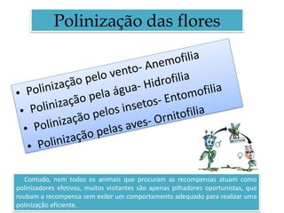 Polinização das flores
Contudo, nem todos os animais que procuram as recompensas atuam como
polinizadores efetivos, muitos visitantes são apenas pilhadores oportunistas, que
roubam a recompensa sem exibir um comportamento adequado para realizar uma
polinização eficiente.
 