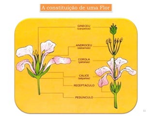 11
A constituição de uma Flor
 