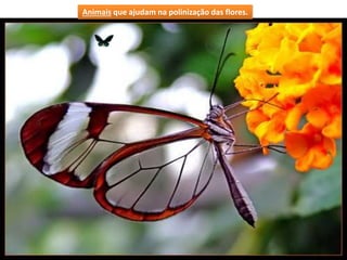 Animais que ajudam na polinização das flores.
 