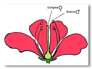 Polinização dos vegetais