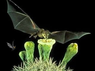 Polinização dos vegetais